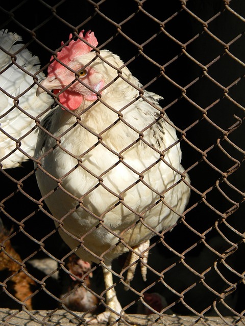 球迷津津乐 球迷津津乐