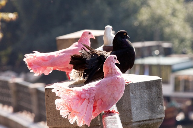 半场绝杀 半场绝杀
