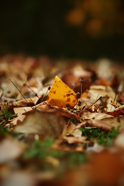 亚冠精英联赛｜山东泰山宣布退赛 上海申花自动晋16强.